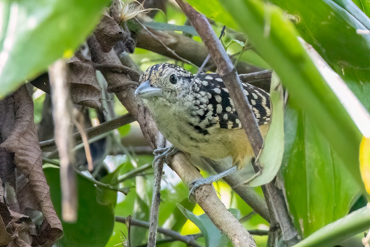 Spot-backed Antshrike - ML642732771
