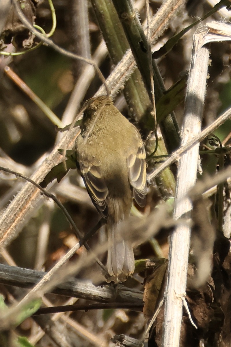 Western Flycatcher (Pacific-slope) - ML642732786