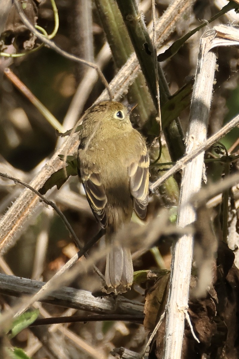 Western Flycatcher (Pacific-slope) - ML642732788
