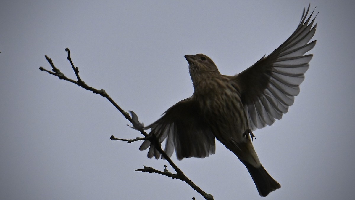 House Finch - ML642732798