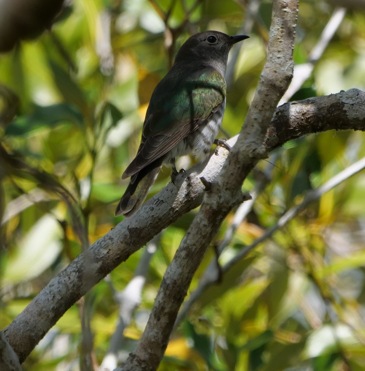 Shining Bronze-Cuckoo - ML642732802