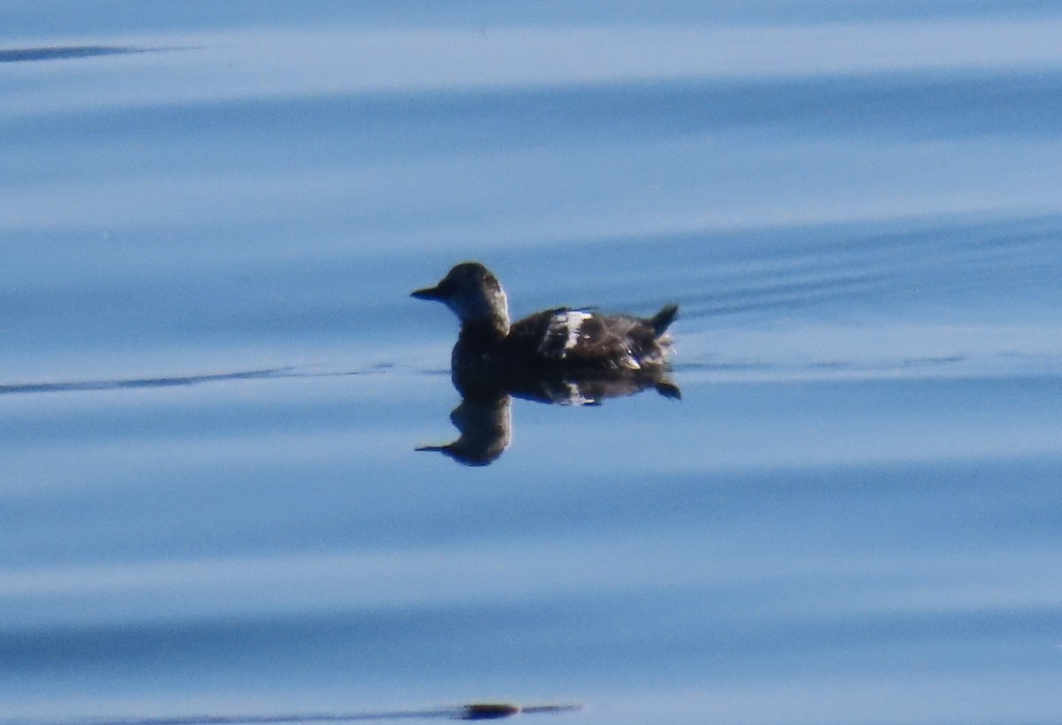 Pigeon Guillemot - ML642732804