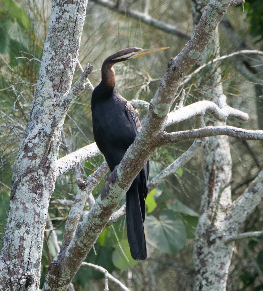 Australasian Darter - ML642732821