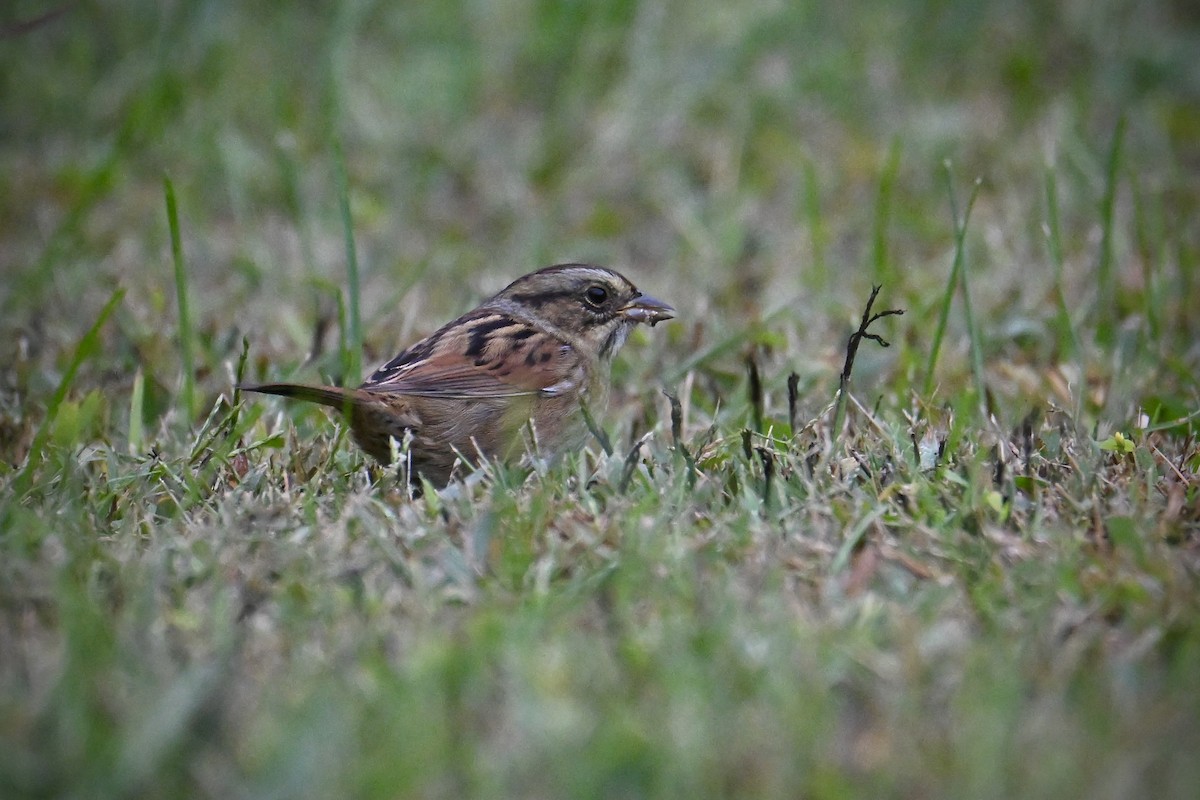 Swamp Sparrow - ML642732822