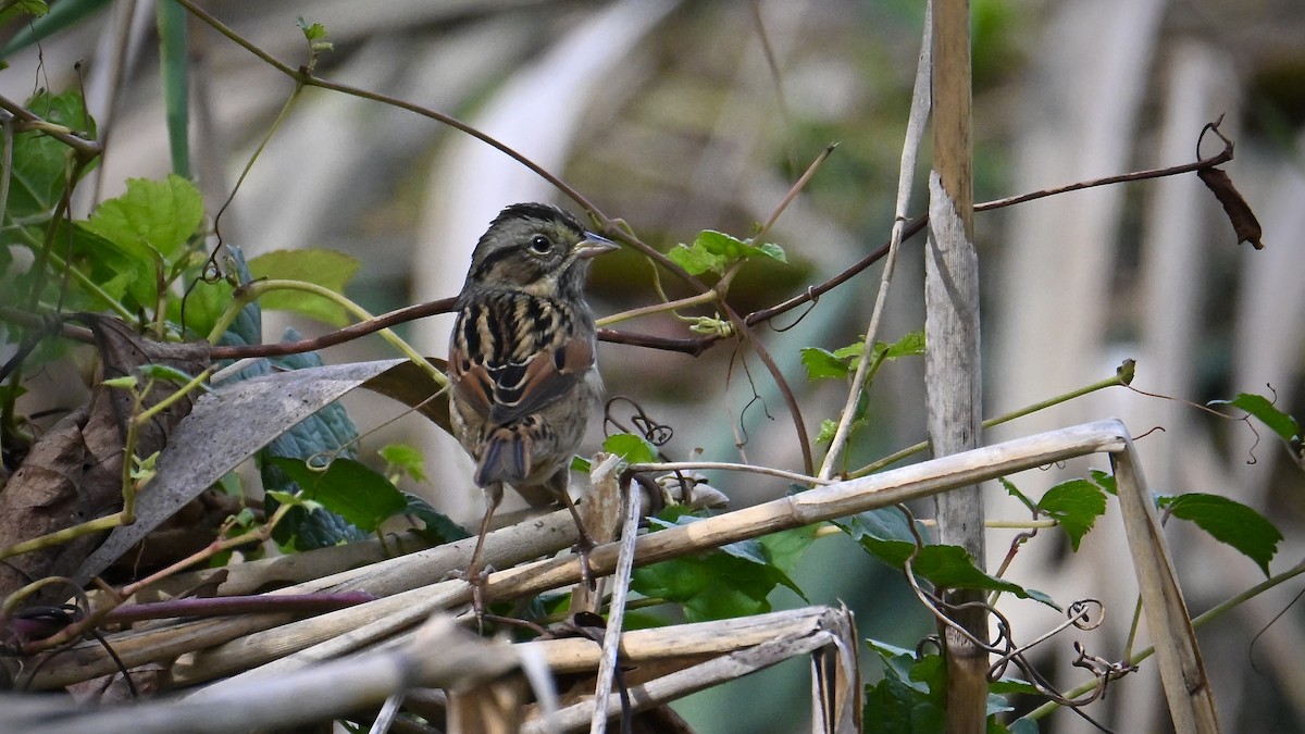 Swamp Sparrow - ML642732823