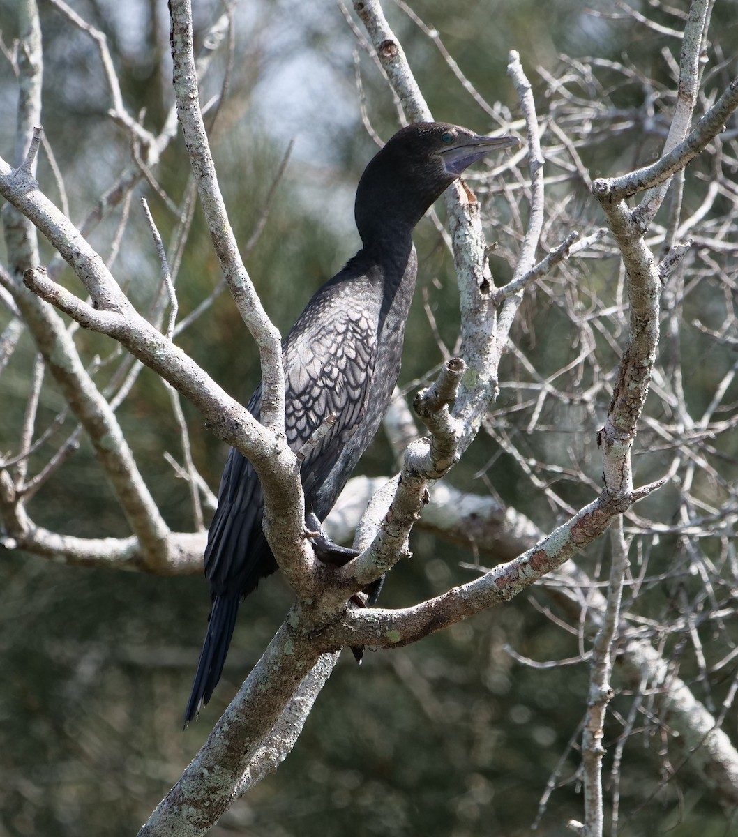 Little Black Cormorant - ML642732846