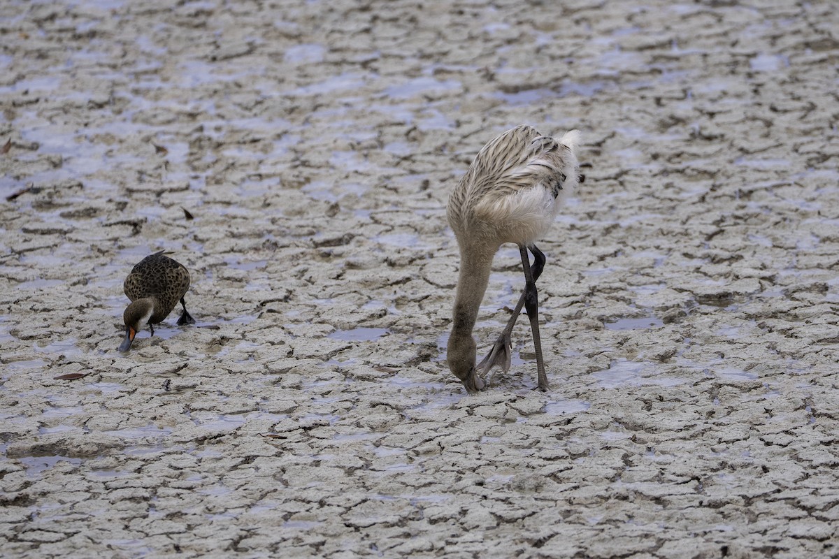 American Flamingo - ML642732861