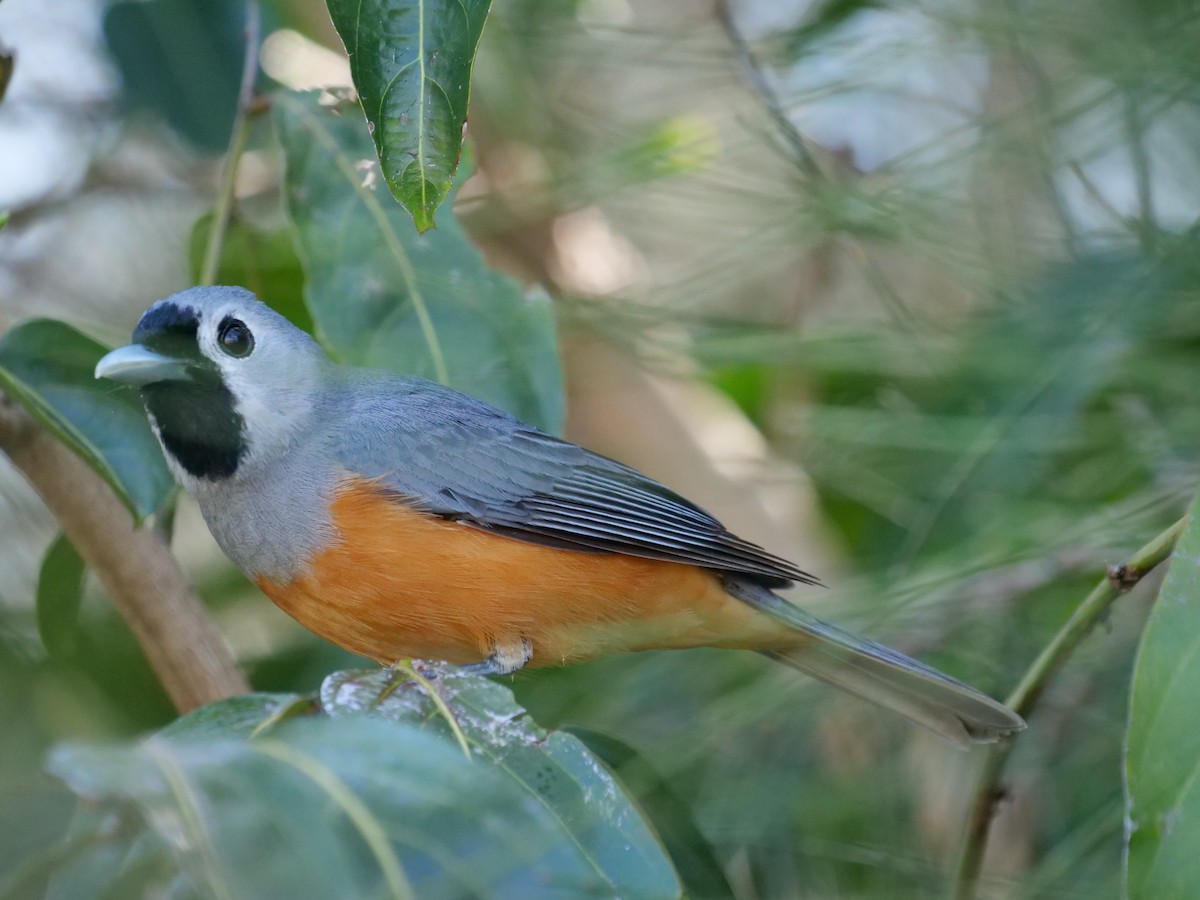 Black-faced Monarch - ML642732866