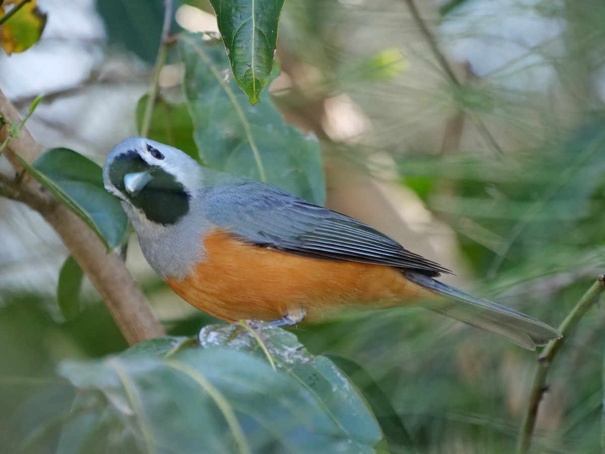 Black-faced Monarch - ML642732867