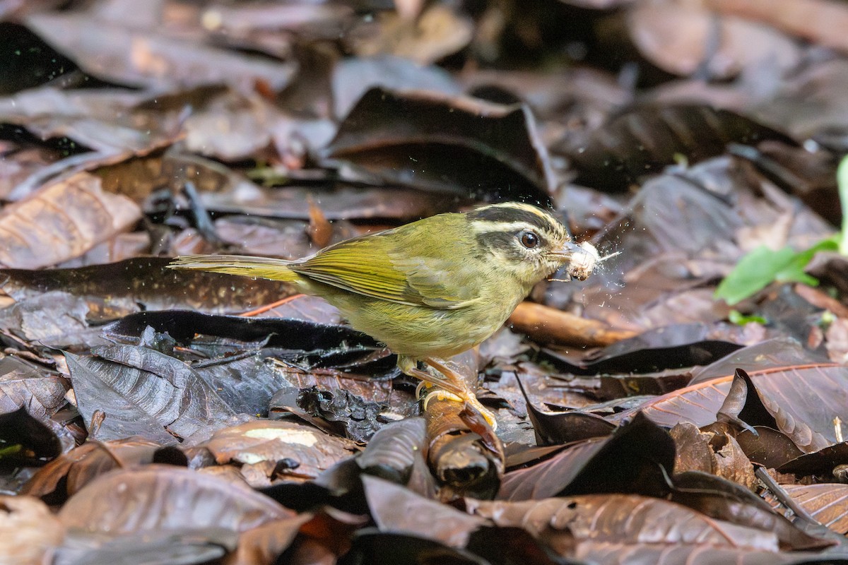 Three-striped Warbler - ML642732876