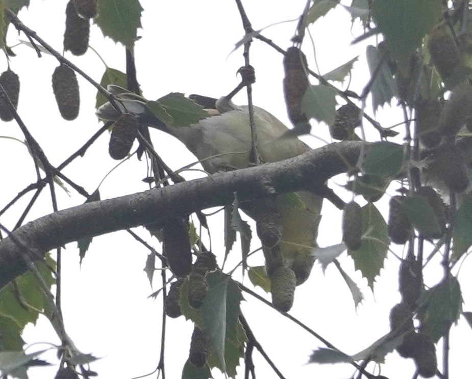 new world warbler sp. - ML642732877