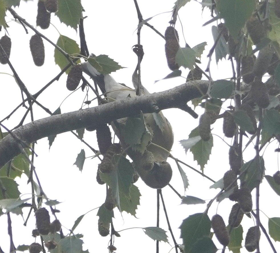 new world warbler sp. - ML642732878