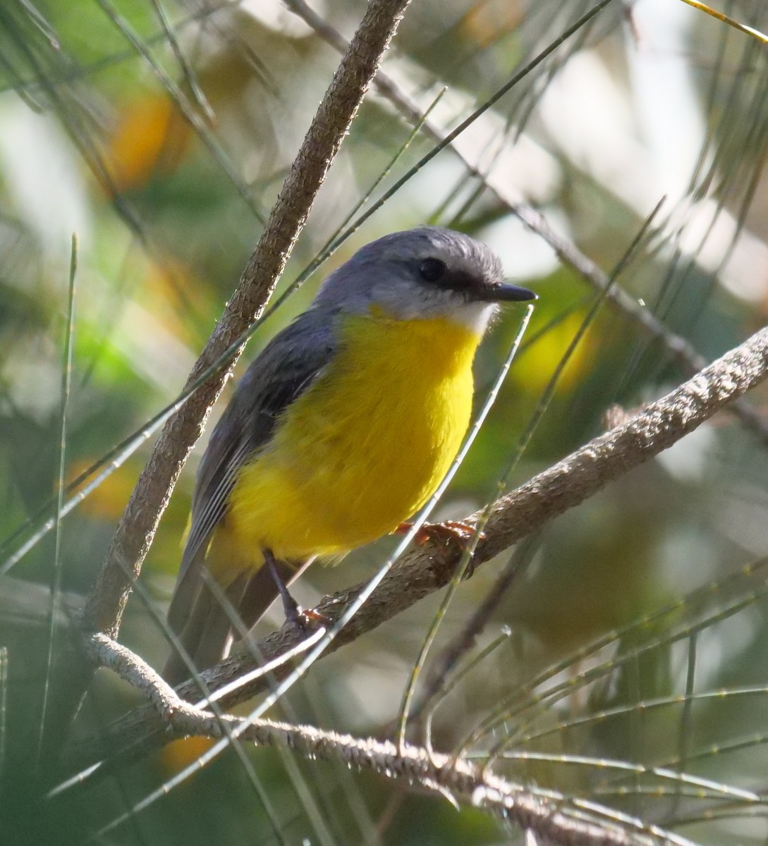Eastern Yellow Robin - ML642732882