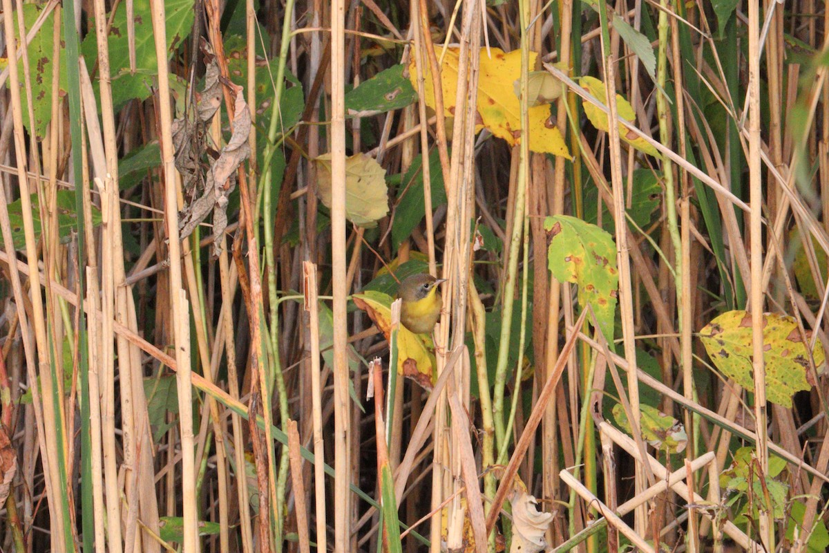 Common Yellowthroat - ML642732884