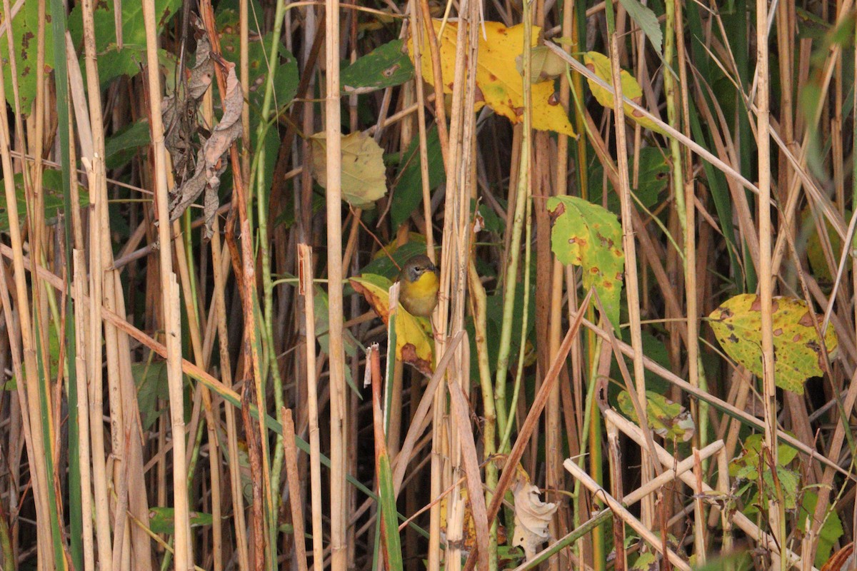 Common Yellowthroat - ML642732885