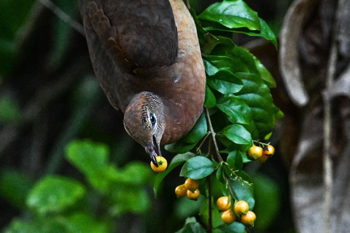 Brown Cuckoo-Dove - ML642732897