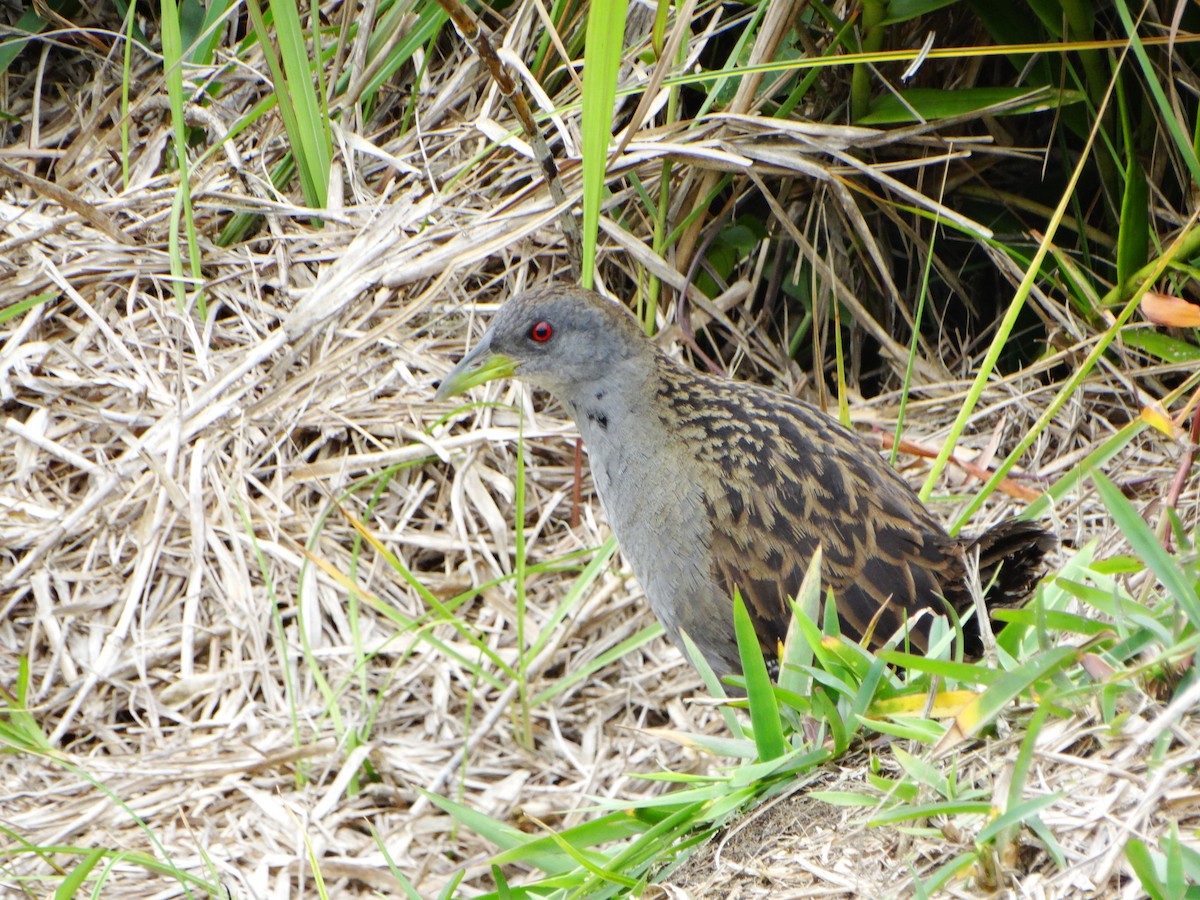 Ash-throated Crake - ML642732945