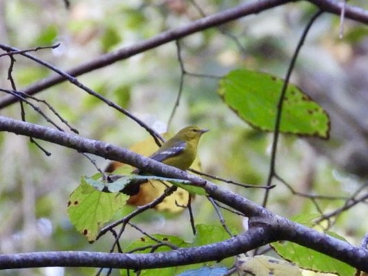 Blue-winged Warbler - ML642732977
