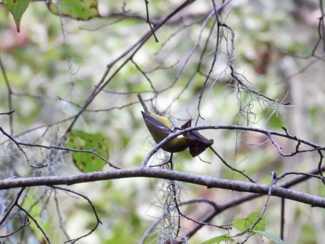 Blue-winged Warbler - ML642732978