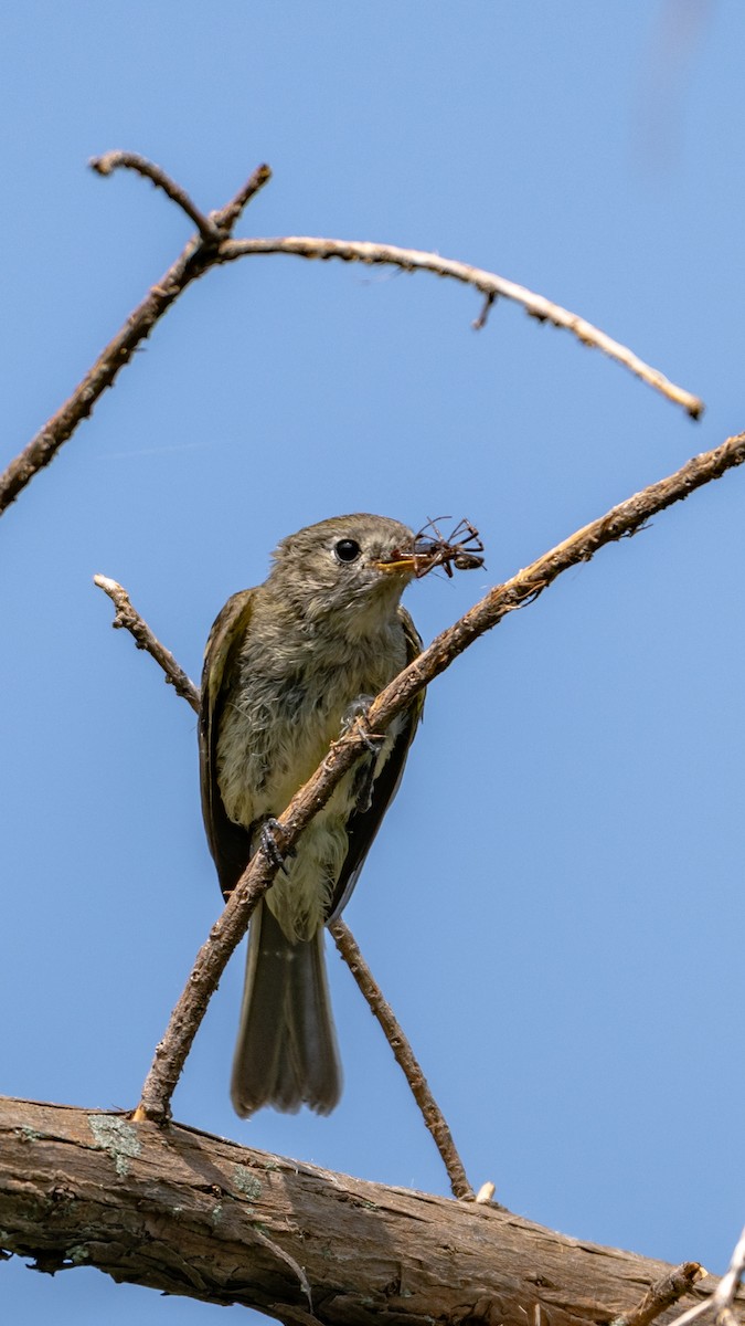 Dusky Flycatcher - ML642732983