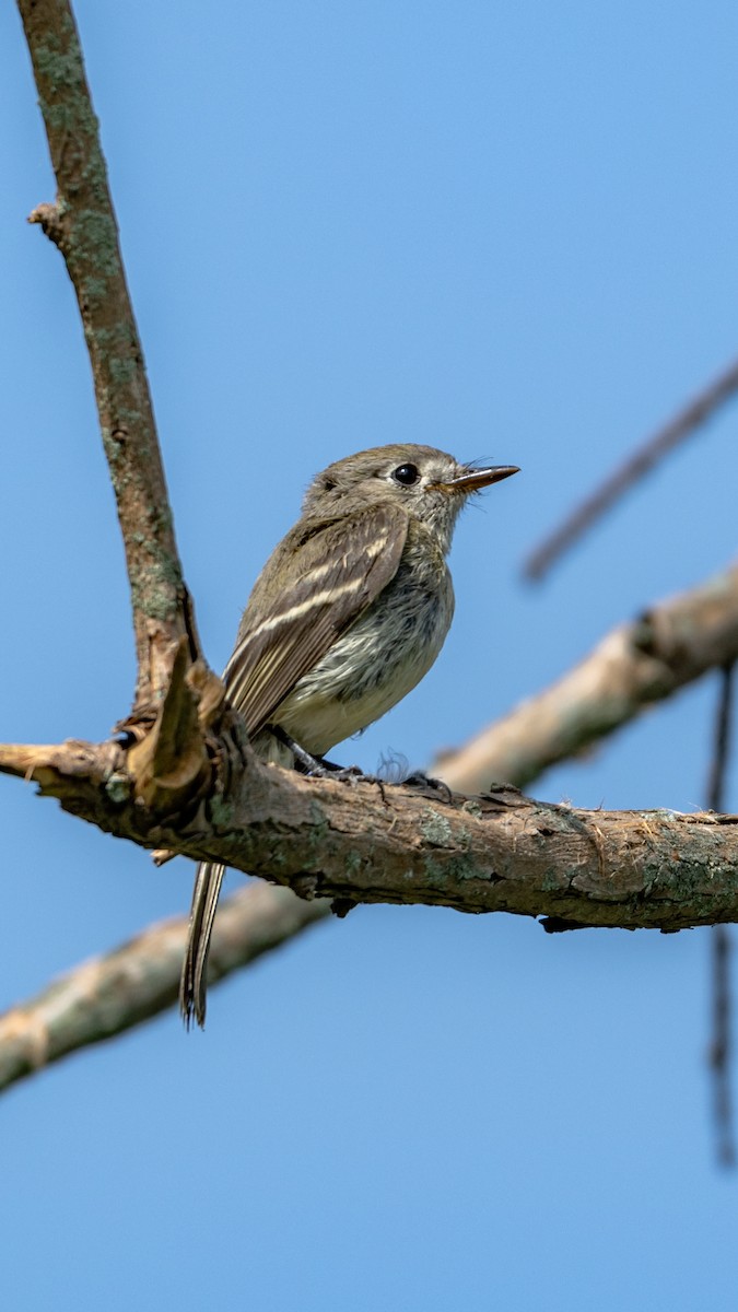 Dusky Flycatcher - ML642732984