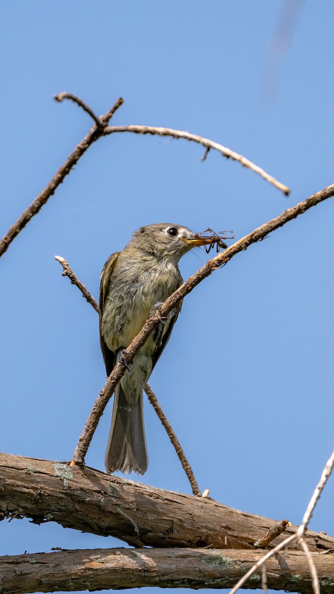 Dusky Flycatcher - ML642732985