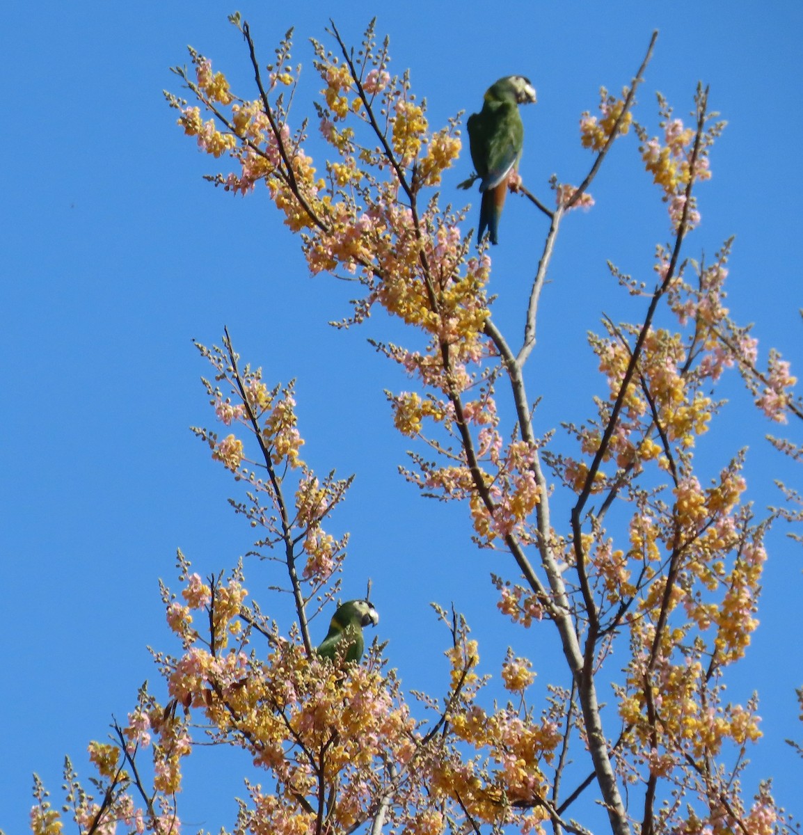 Yellow-collared Macaw - ML642733026