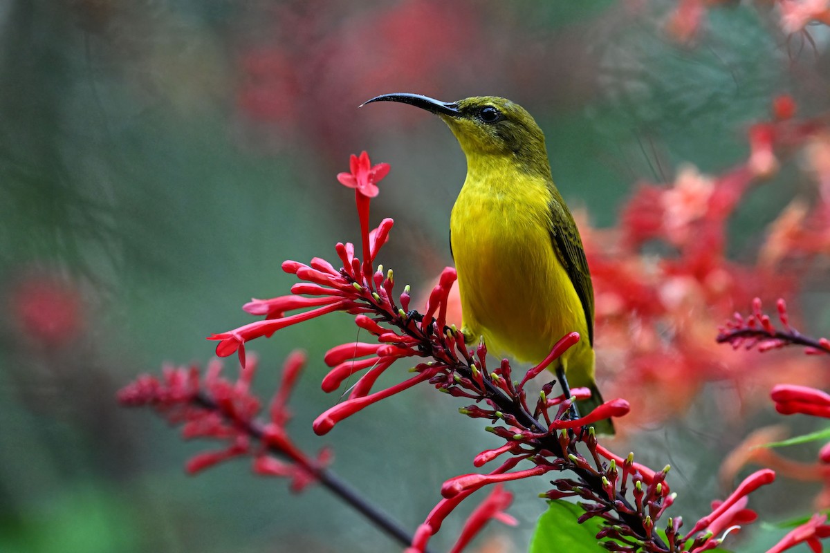 Sahul Sunbird - ML642733034