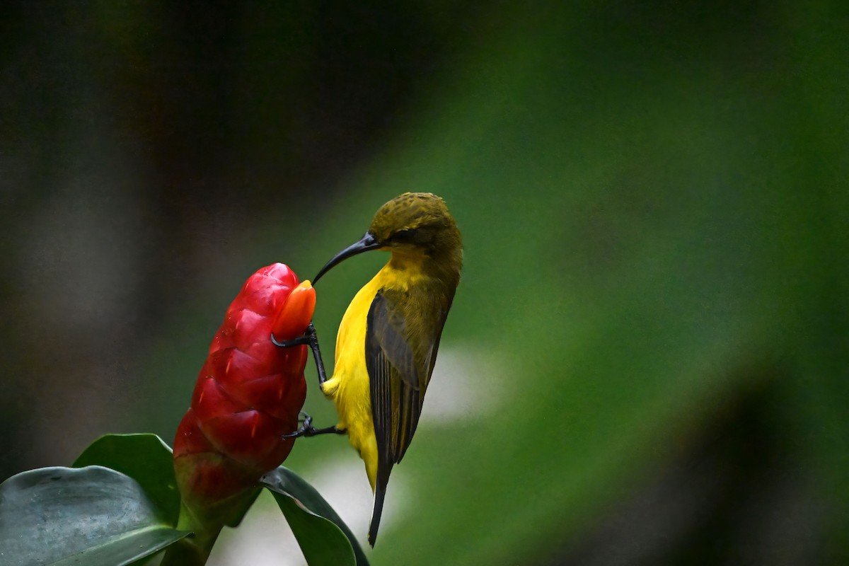 Sahul Sunbird - ML642733035