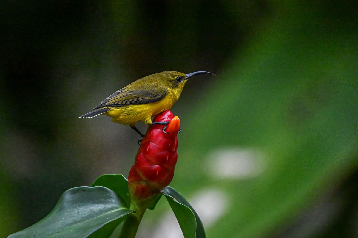 Sahul Sunbird - ML642733036