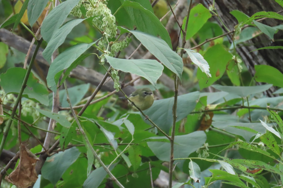 Black-throated Blue Warbler - ML642733042