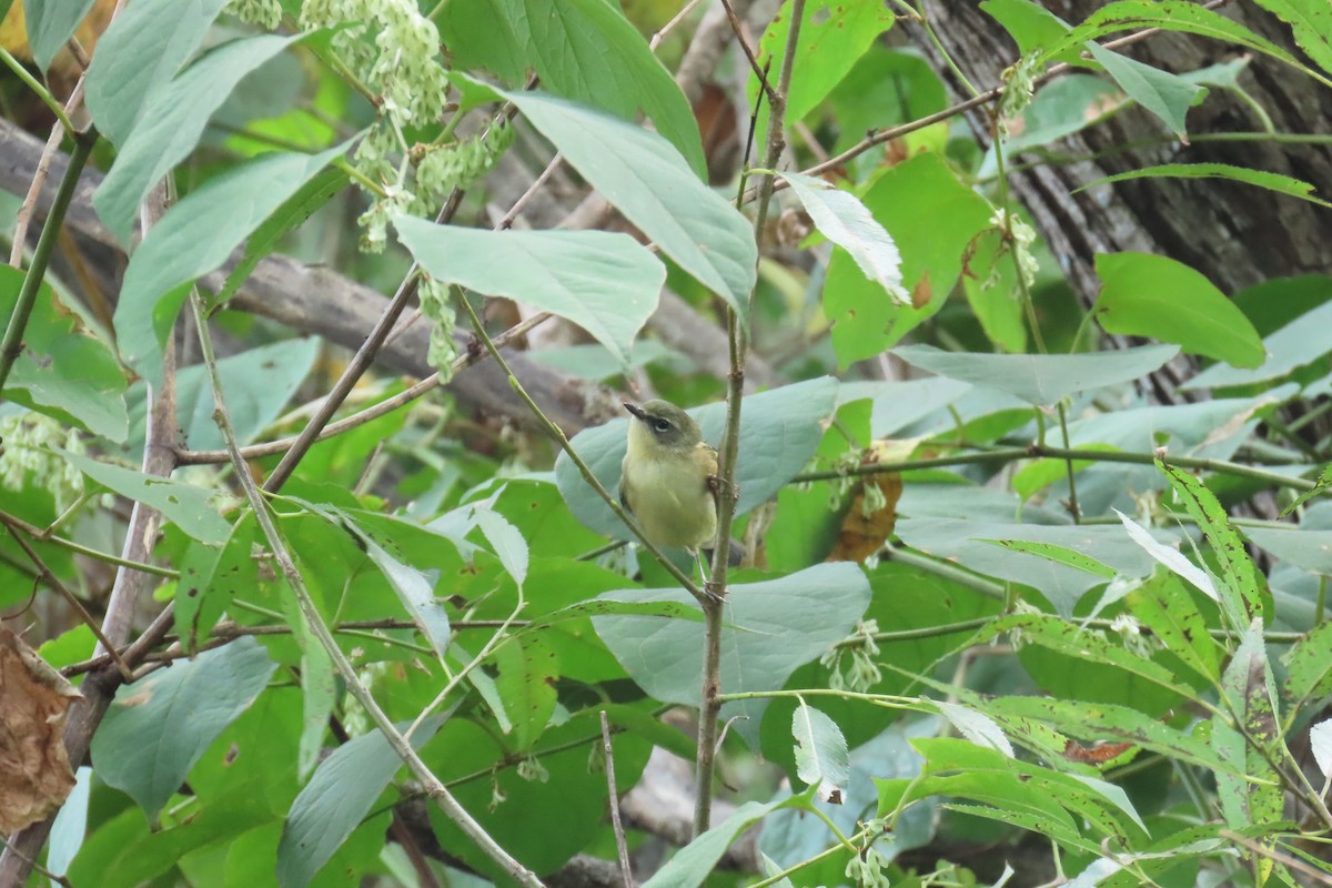 Black-throated Blue Warbler - ML642733044
