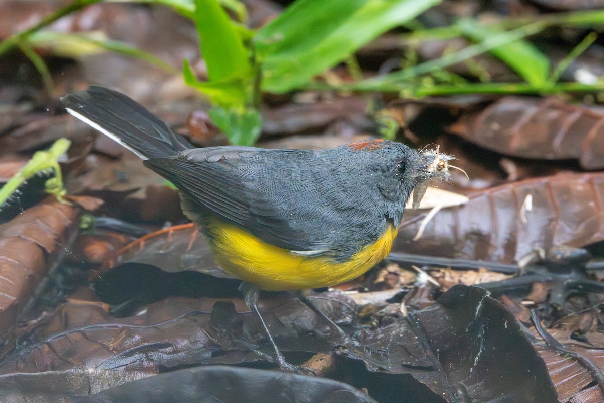 Slate-throated Redstart - ML642733045