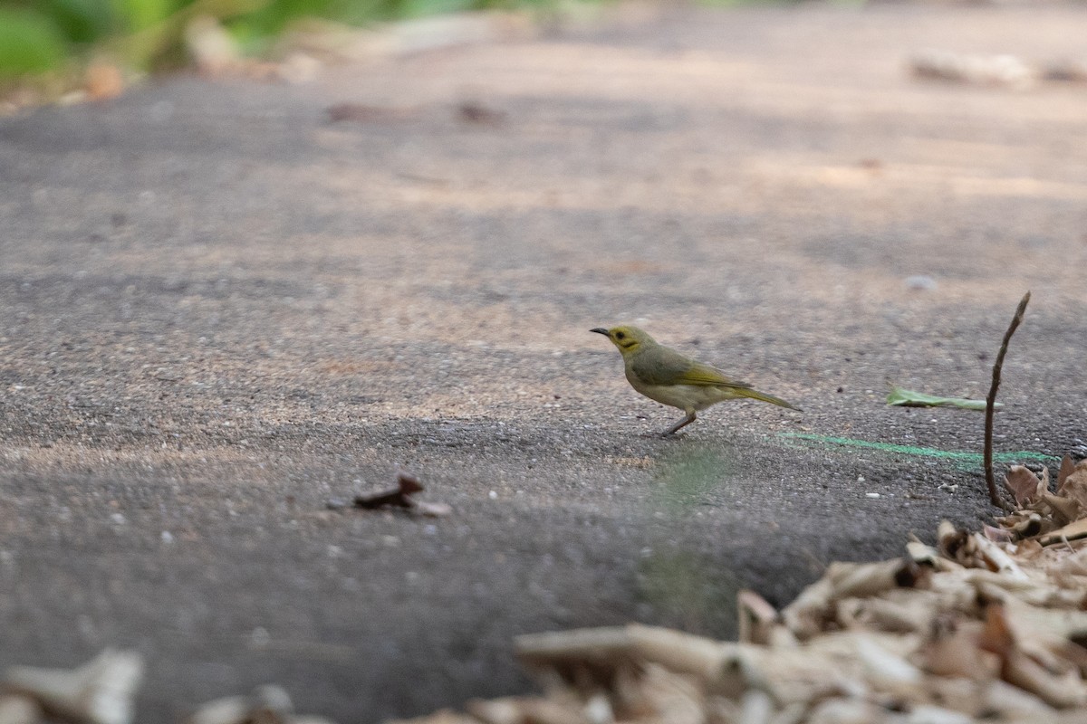 Yellow-tinted Honeyeater - ML642733048