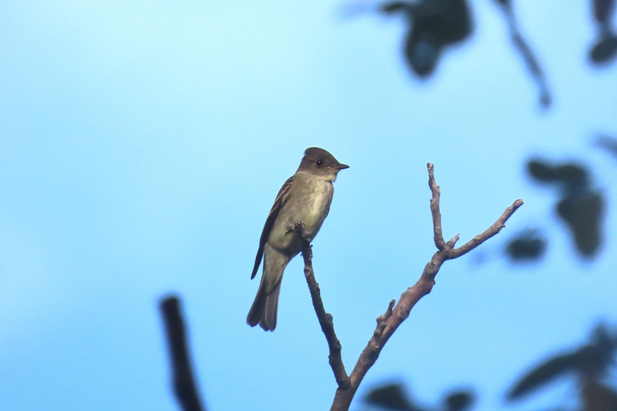 Eastern Wood-Pewee - ML642733055