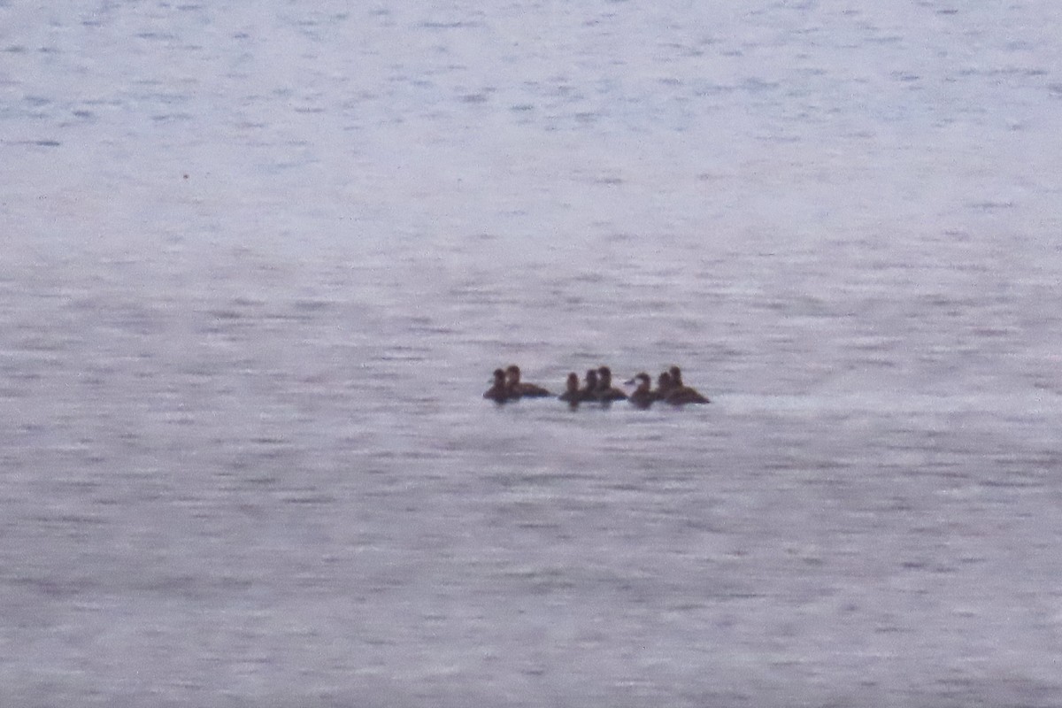 Ruddy Duck - ML642733062