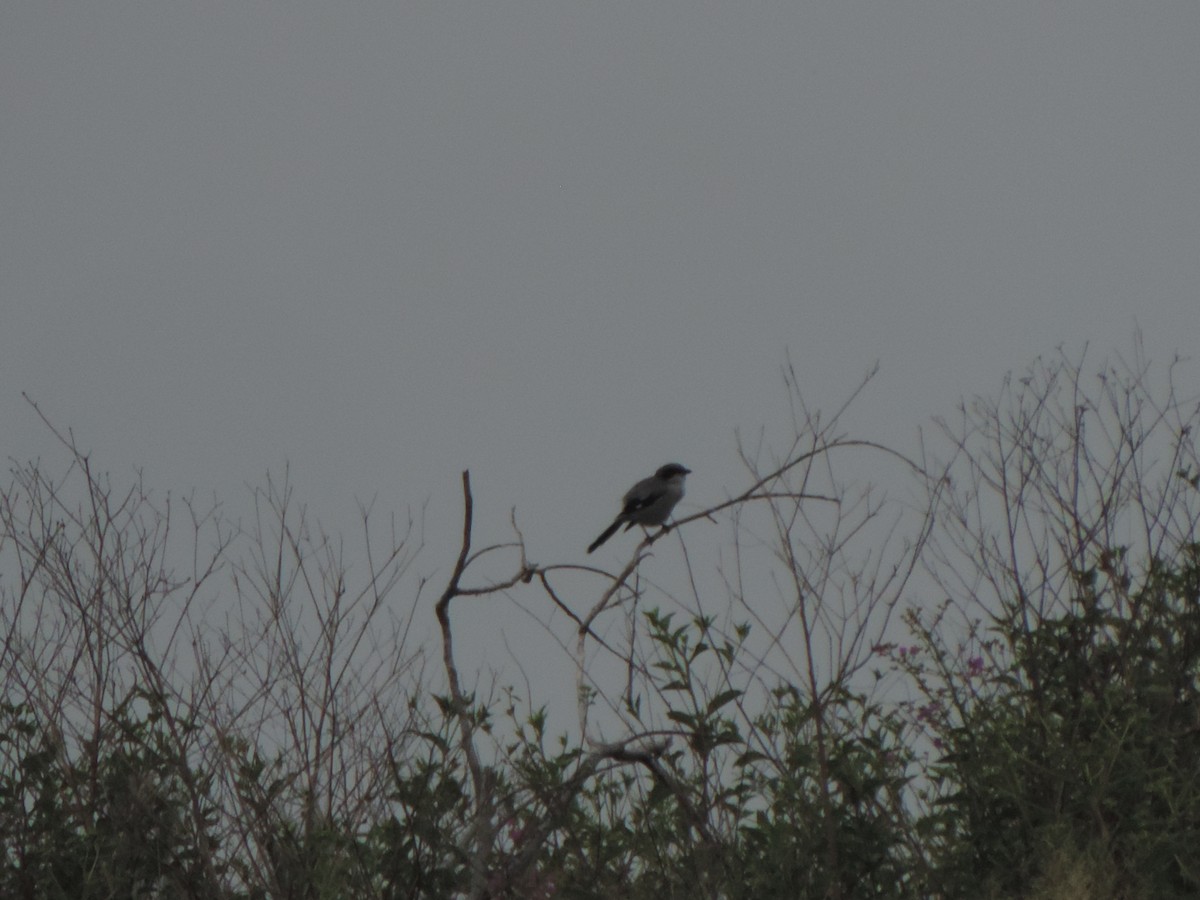 Loggerhead Shrike - ML642733063