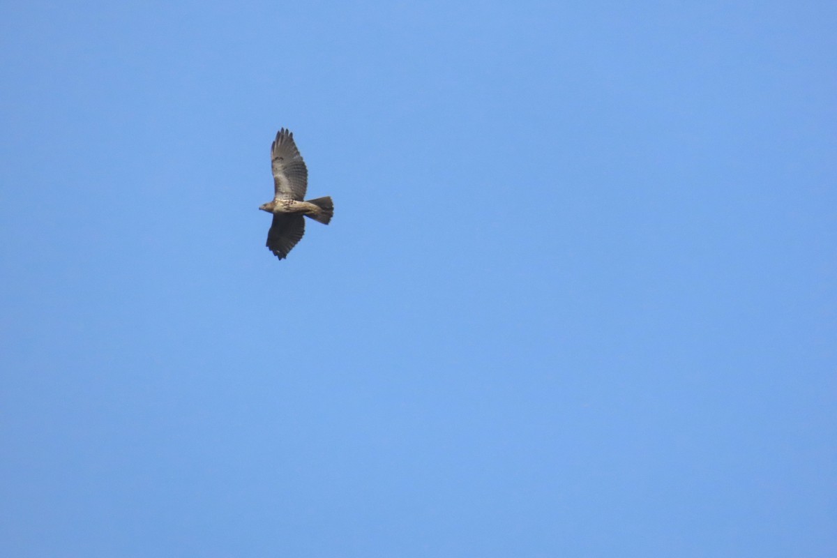 Red-tailed Hawk - ML642733067