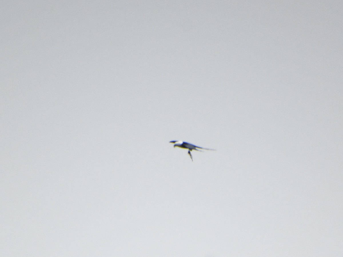 Swallow-tailed Kite - ML642733103