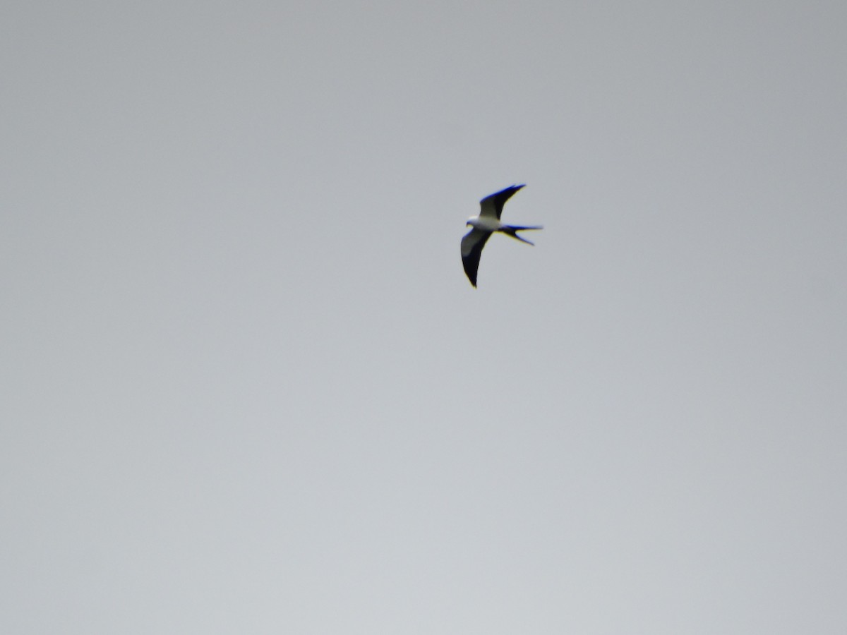 Swallow-tailed Kite - ML642733104