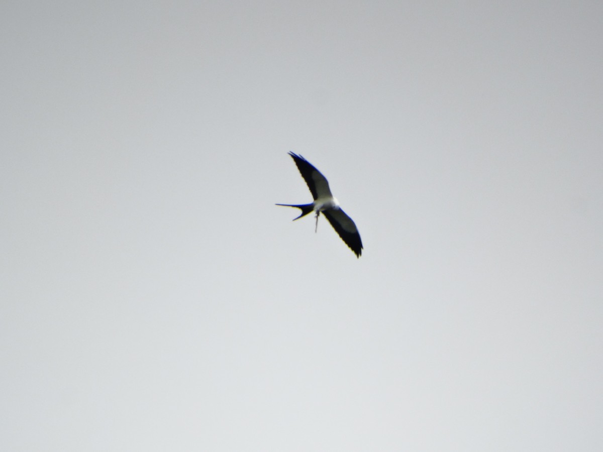 Swallow-tailed Kite - ML642733105