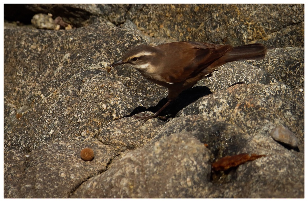 Dark-bellied Cinclodes - ML642733106