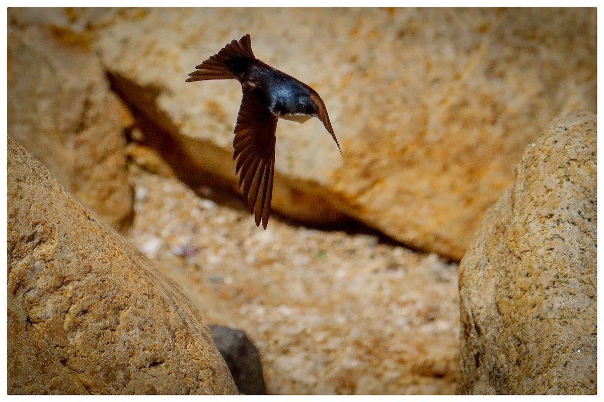 Blue-and-white Swallow - ML642733128