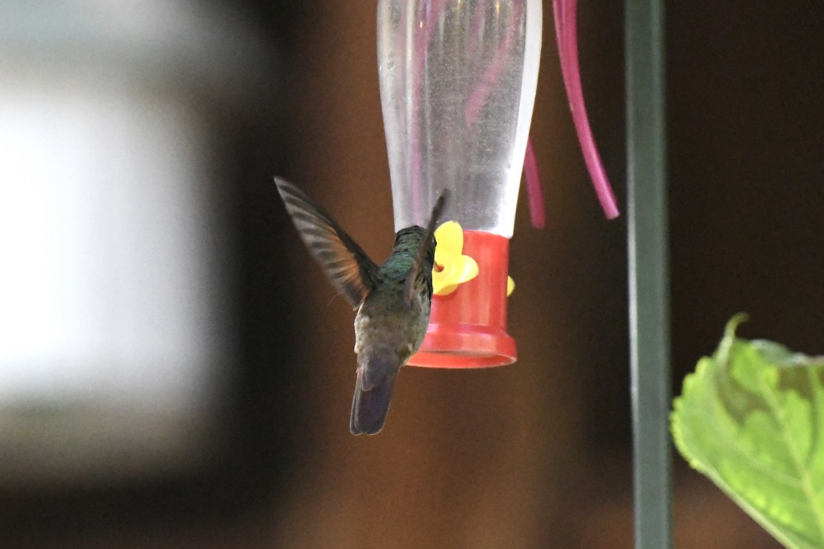 Berylline Hummingbird - ML642733136