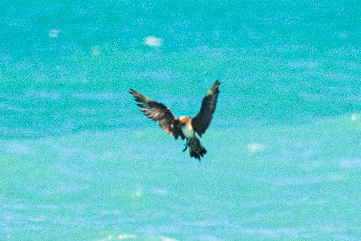 Parasitic Jaeger - ML642733170