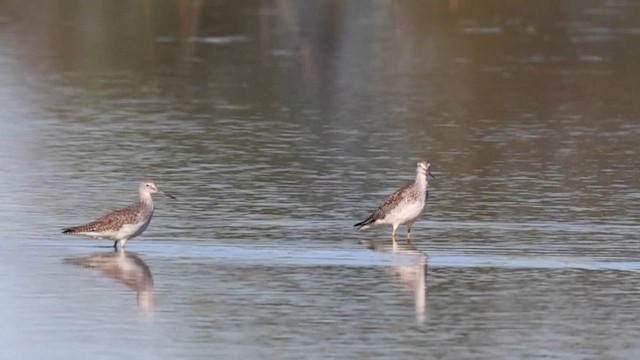 Greater Yellowlegs - ML642733172