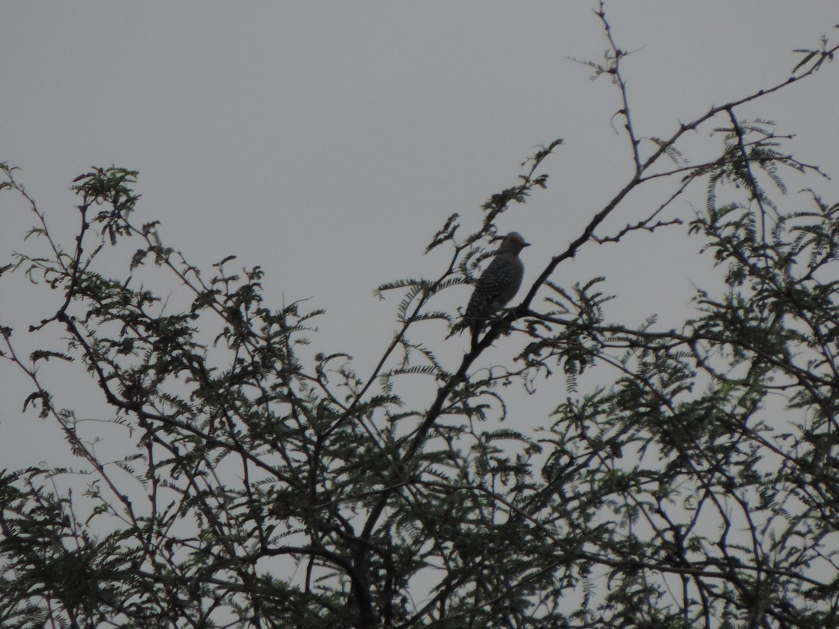 Golden-fronted Woodpecker - ML642733174