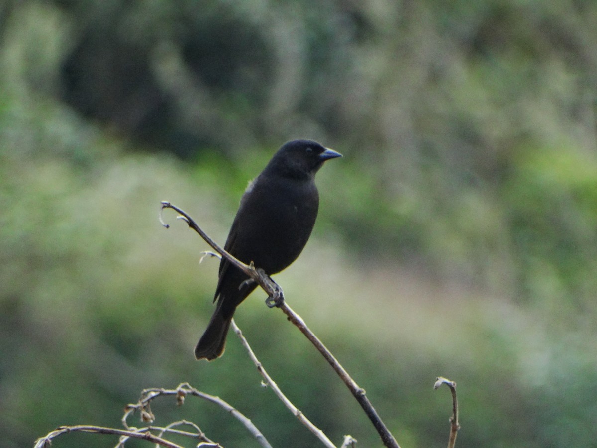 Shiny Cowbird - ML642733196