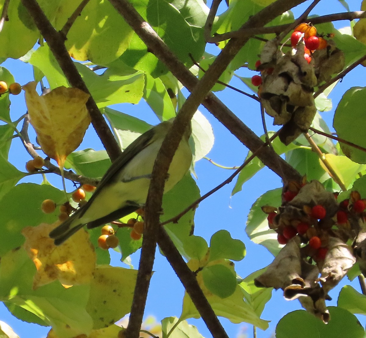 Red-eyed Vireo - ML642733209