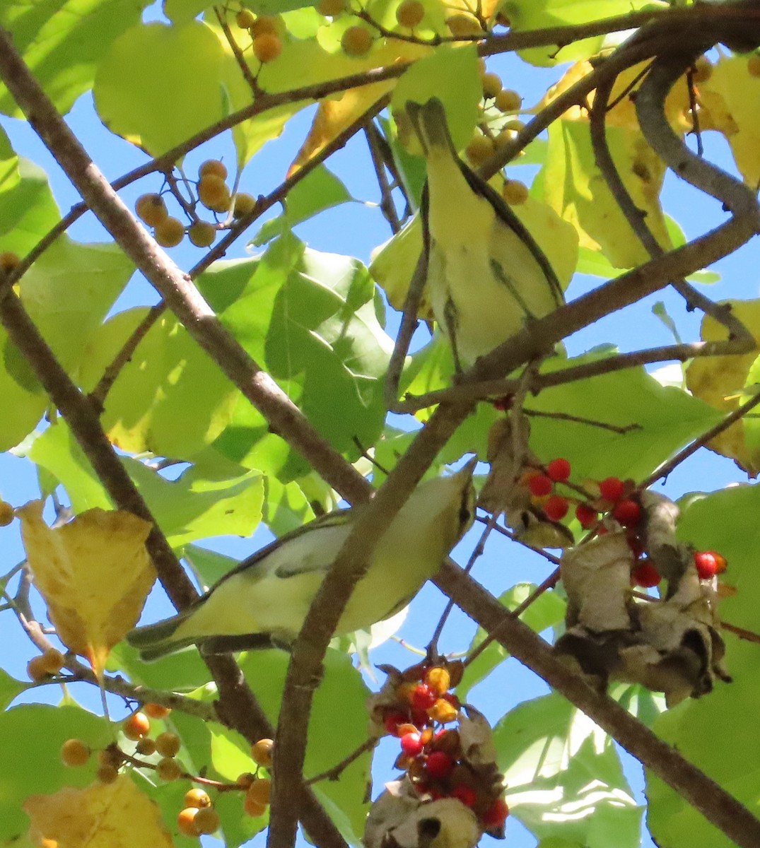 Red-eyed Vireo - ML642733211